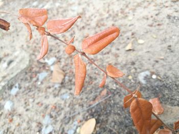 Close-up of dry leaves on plant