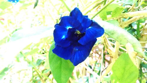 Close-up of blue flower blooming outdoors