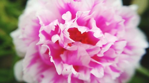 Close-up of pink flower