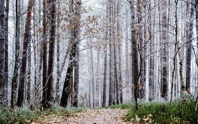 Trees in forest against sky