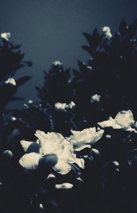 Close-up of flowers