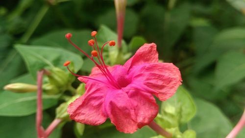 Close-up of red flower blooming outdoors