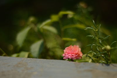 Close-up of pink flowering plant