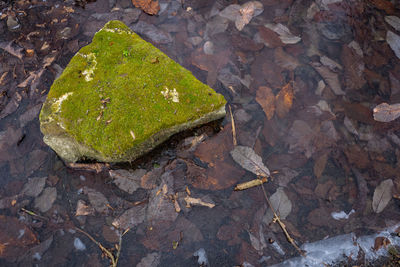 High angle view of lizard on rock