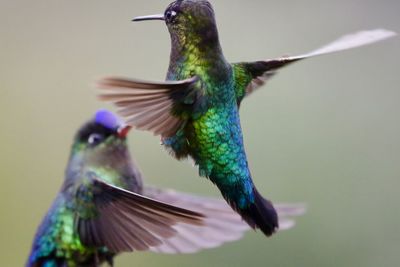 Close-up of bird flying