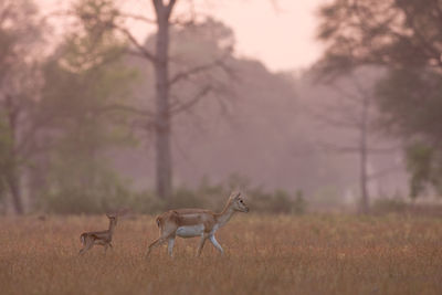 Side view of deer on field