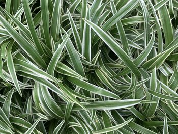 Full frame shot of succulent plant