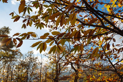 Low angle view of trees against sky during autumn