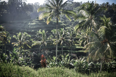 Palm trees by plants