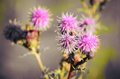 Close-up of pink flower