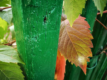 Close-up of raindrops on leaves