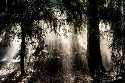 Trees in forest