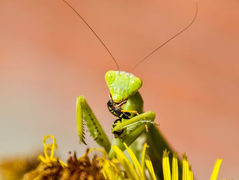 Close-up of caterpillar on leaf