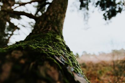 Low angle view of tree against sky