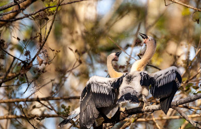 Two juvenile anhinga birds called anhinga anhinga and snakebird spar near the nest 