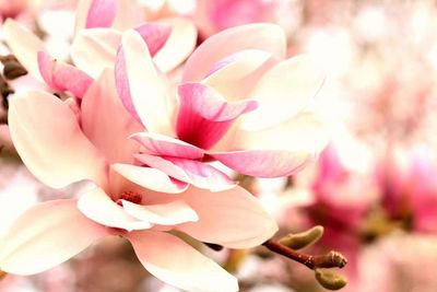 Close-up of pink flower