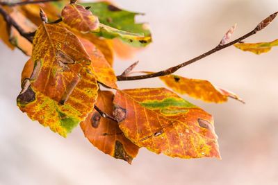 Close-up of dry maple leaves on branch against sky