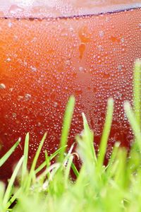 Close-up of plants in water