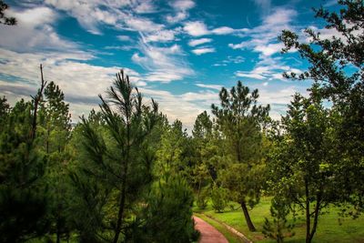 Trees in forest against sky