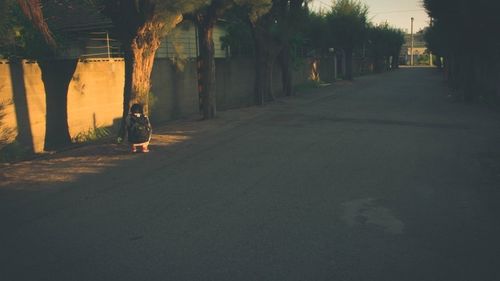 Road passing through a forest