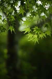 Branches of tree branches