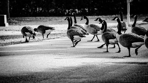 Flock of birds on ground