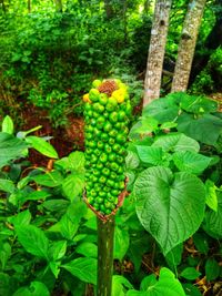 Close-up of fresh green plant in forest