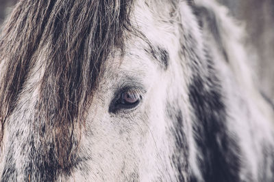 Close-up of horse