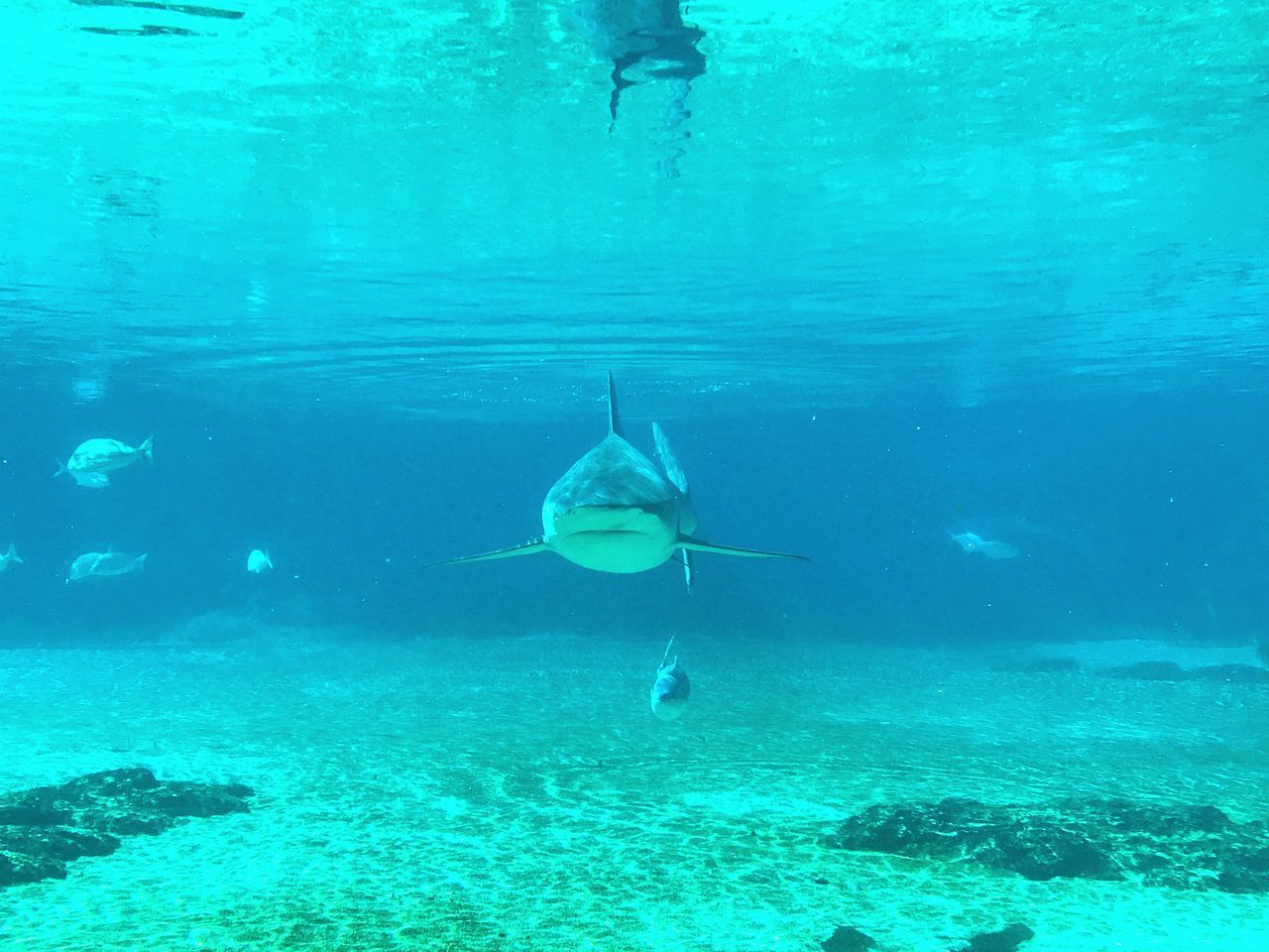 UNDERWATER VIEW OF FISH SWIMMING