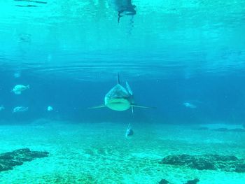 Fish swimming in sea