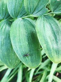 Close-up of insect on plant