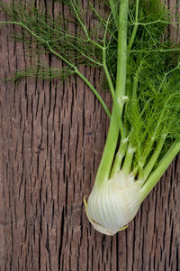 Directly above shot of fennel on wood