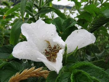 Close-up of raindrops on white flower