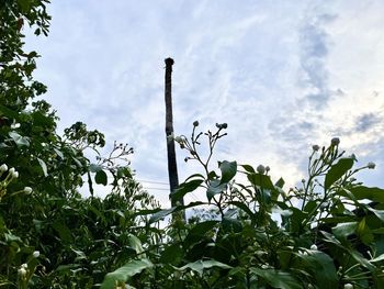 Low angle view of plants growing on field against sky