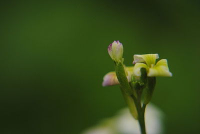 Close-up of flowering plant