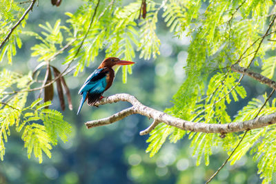 Bird perching on a tree