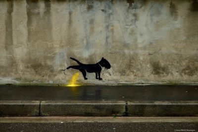 Side view of a dog on wall