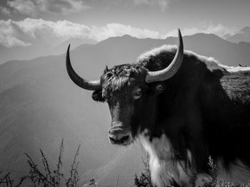 Yak on mountain