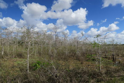 Plants growing on landscape against sky