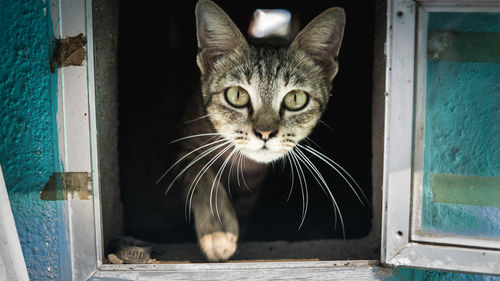 Close-up portrait of cat by window