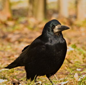 Close-up of bird perching on a field