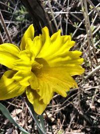 Close-up of yellow flower