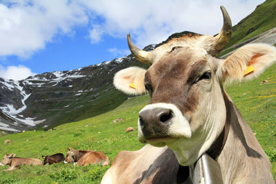 Cow in a field