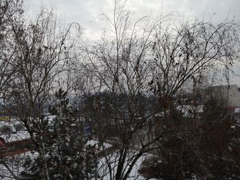 Bare trees on snow covered land