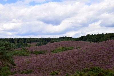 Scenic view of flower field against cloudy sky