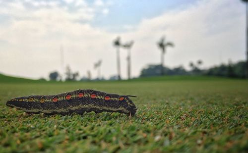 Close-up of golf course on field against sky