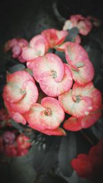 Close-up of pink flowers