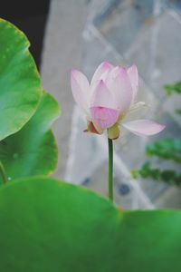 Close-up of pink lotus water lily