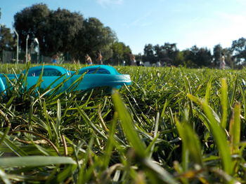 Close-up of grass in field