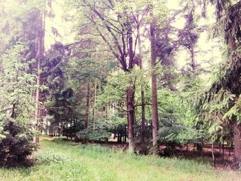 Trees in park